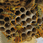 A closeup on a wasp nest