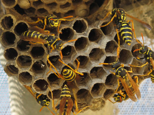 A closeup on a wasp nest