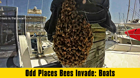 odd-places-bees-invade-boats