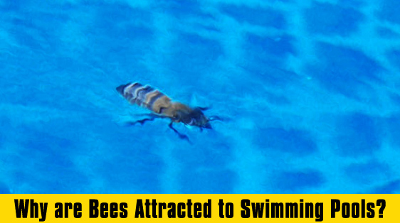 swimming-pool-bees