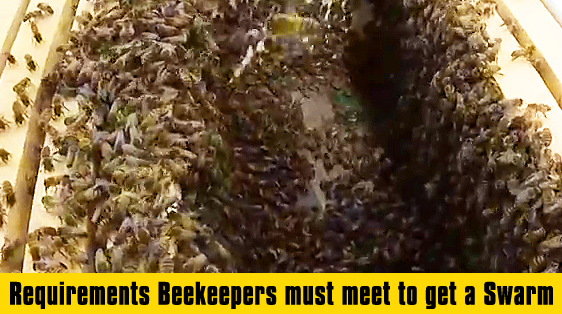 beekeepers-swarm-beehive