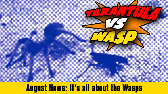 tarantula-vs-weasp-featured