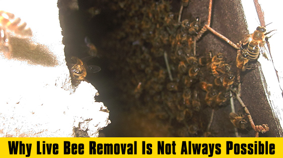 why-live-bee-removal-is-not-always-possible