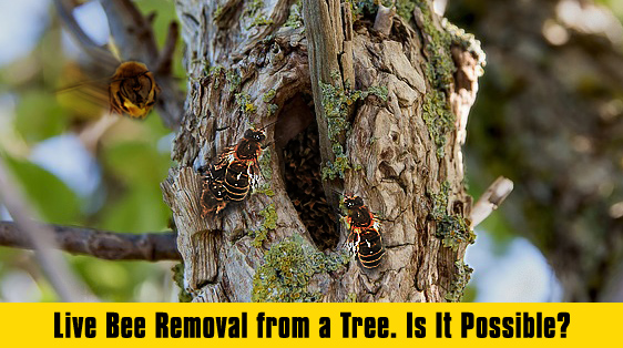 Bees Inside Trees and what can be done