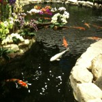 Koi in a pond