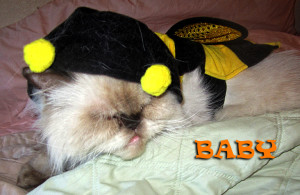baby-cat-dressed-bee-costume