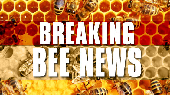 breaking-bee-news