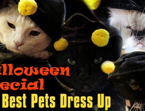 Halloween Special: The Bee Best Pets Play Dress Up