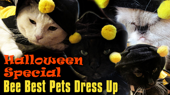 halloween-special-bee-best-pets