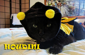 houdini-bee-costume
