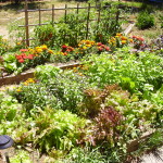 organic garden