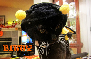 tiny-cat-halloween-costume
