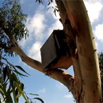 bees-invaded-an-owl-box