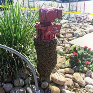 Bee-Swarm-on-Utility-pole