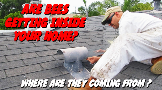 Bees are getting inside my home! Where are they coming from? | Bee Best Bee  Removal