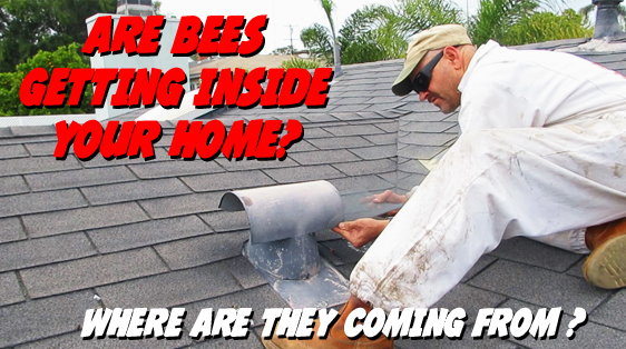 bees-getting-inside-roof