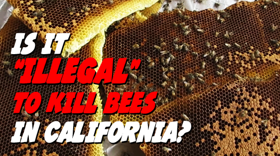 illegal-to-kill-bees-in-california