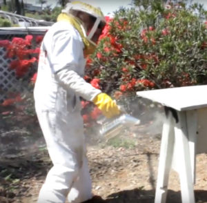 Beekeeper using a smoker to Subdue the bees
