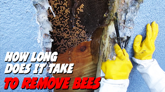 how-long-deoas-it-take-for-bee-removal