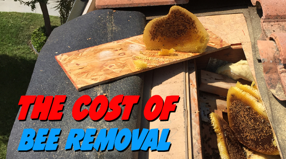 Why Bee Removal is Not Free