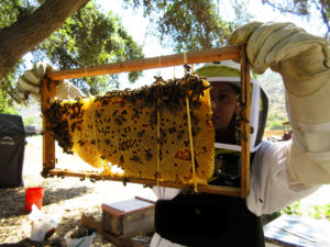 Audiva-Beekeeper-SanDiego