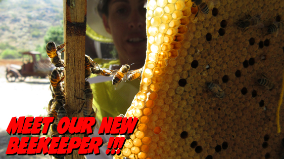 Bees Hanging onto a frame with honeycomb