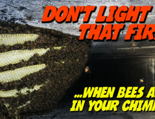 Bees inside a chimney? Don’t light that fire!