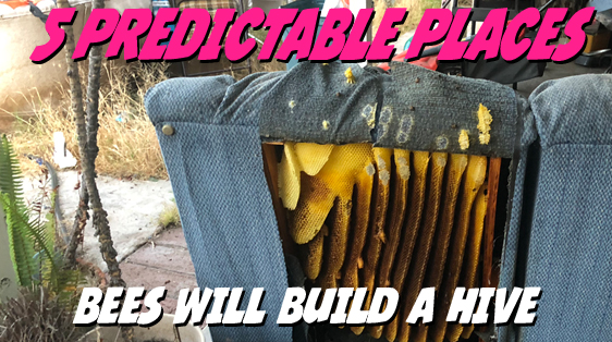5predictable-places-bees-build-hives