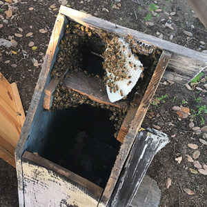 bees-in-birdhouse