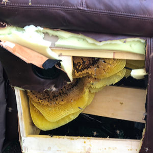 bees-in-couch