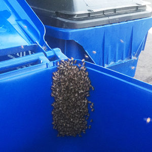 bees-recyclingbin