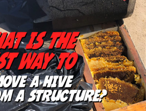 What is the best way to remove a bee hive from a structure