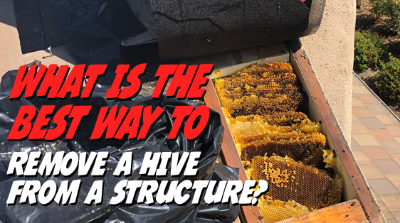 best-way-to-remove-hive-from-structure