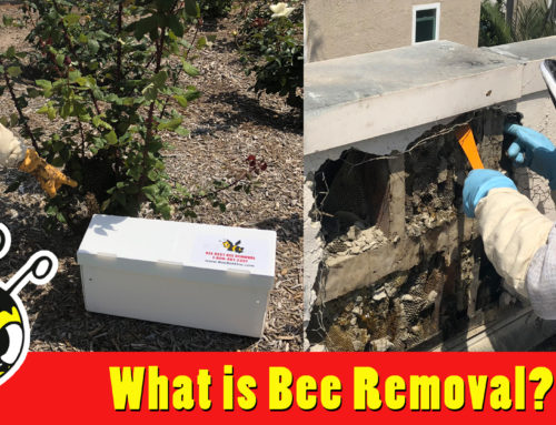 What is Bee Removal and the various types?