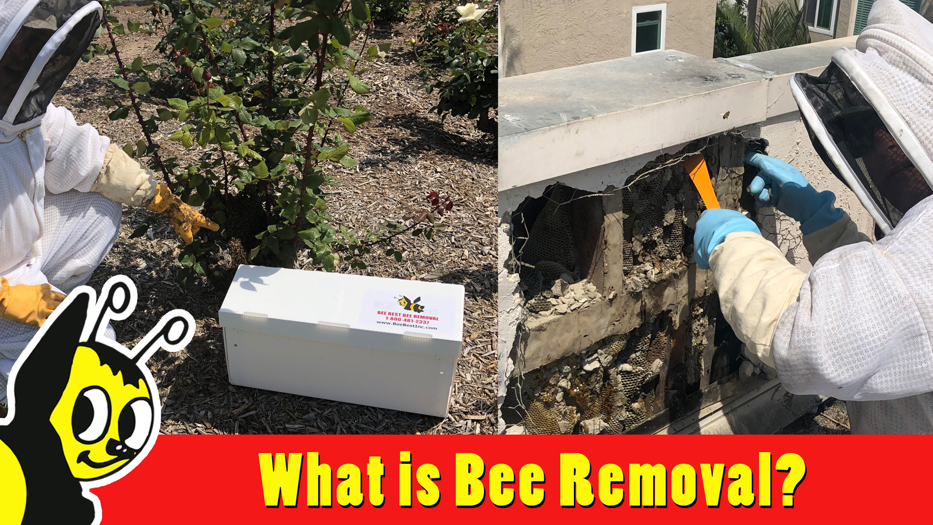 what-is-bee-removal