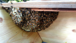 2-3weeks-bee-hive