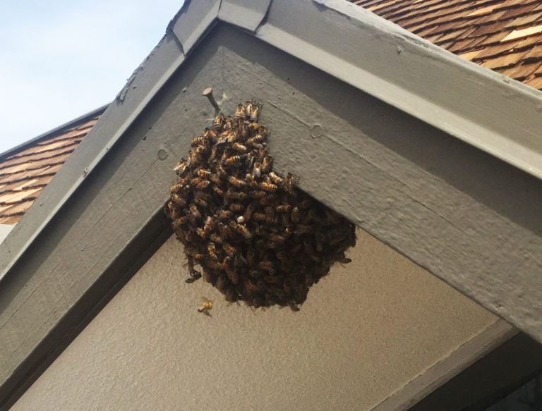 Does my wall or roof need to be opened in order to remove a beehive