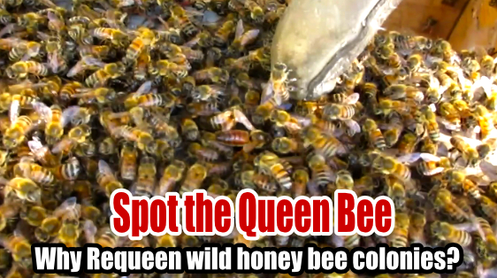 Spot the queen and Requeen a hive