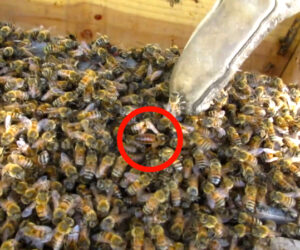 Spotting the queen in hive box