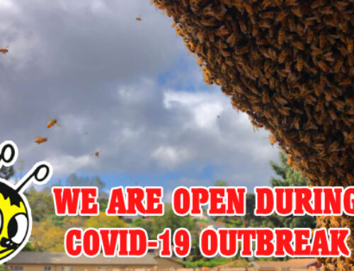 Bee Best Bee Removal remains open for business during Covid 19 pandemic