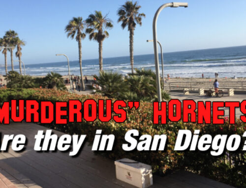 Do we have “Murder Hornets” in San Diego?