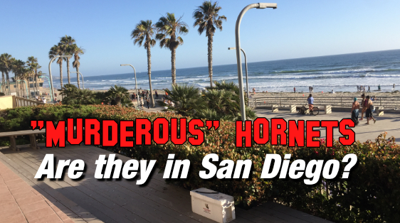 murderous-hornets-in-san-diego