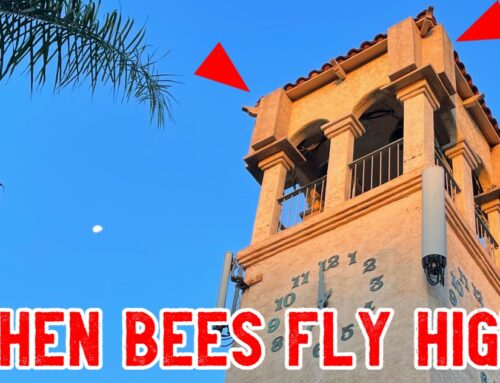When Bees Fly High