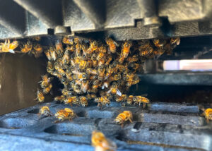 bee closeup small cluster