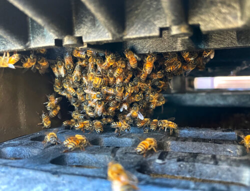Small cluster of bees inside structure closeup