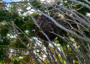 bee-hive-full-branches