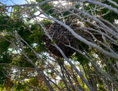 Full Bee Hive in Tree with a lot of Branches