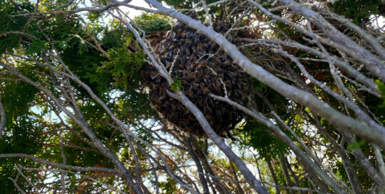 bee-hive-full-branches