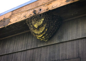 Multi-layered Bee Hive hanging from eave of Roof