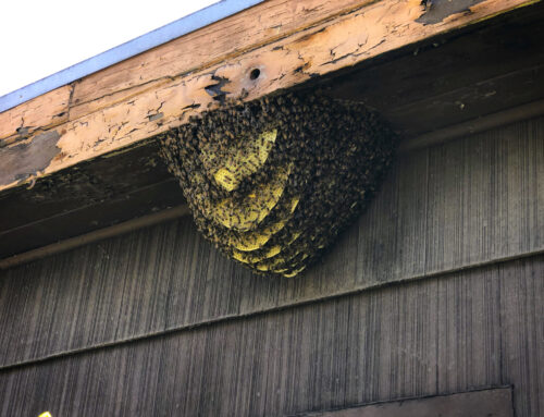Multi Layered Bee Hive hanging from Roof Eave